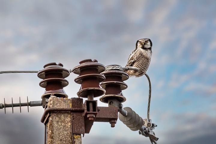 northernhawkowl6961772__480.jpg