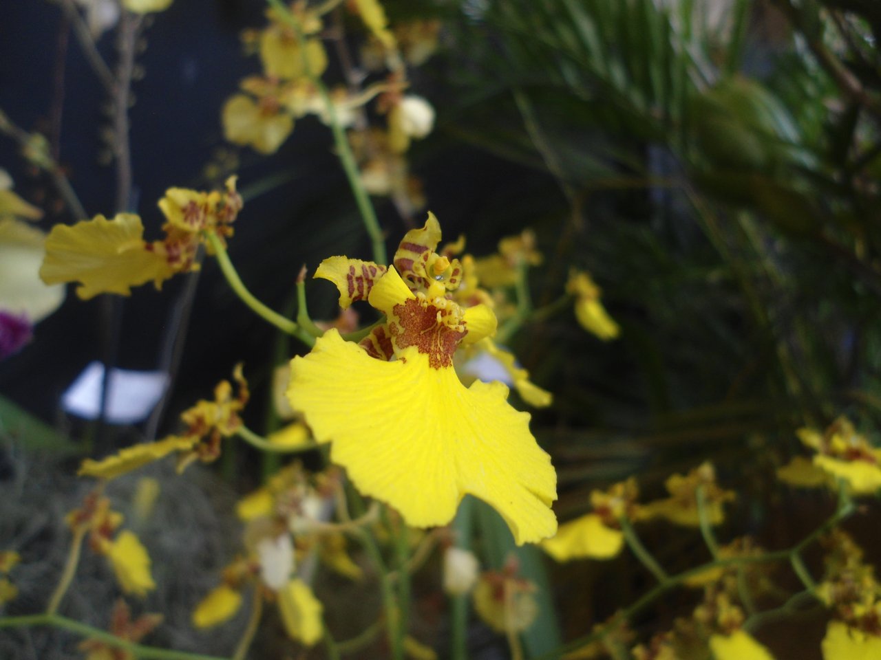 La Orquídea Venezolana: Belleza y Feminidad de un país. | PeakD