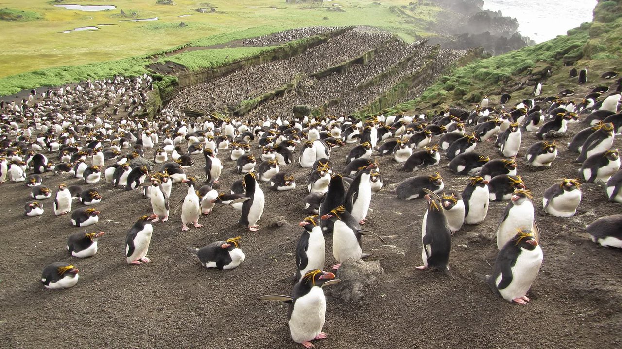 Macaroni penguin colony on Marion Island