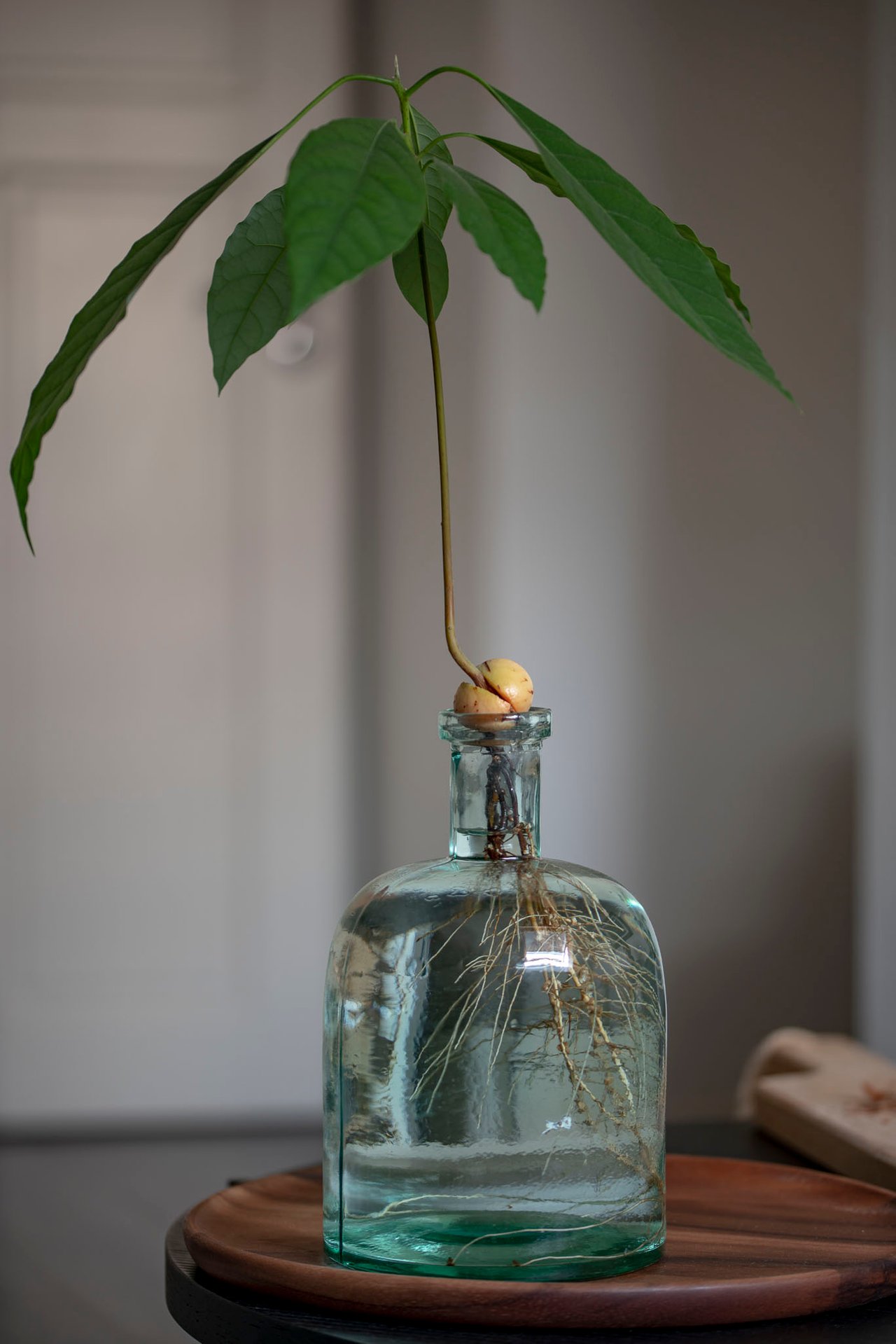 croton mammy plant care Croton Mammy Yellow, Mammey Live Tropical Plant Indoor or Outdoor