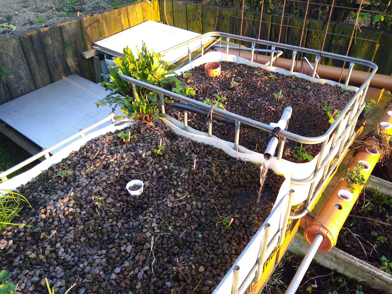 hydro strawberry field
