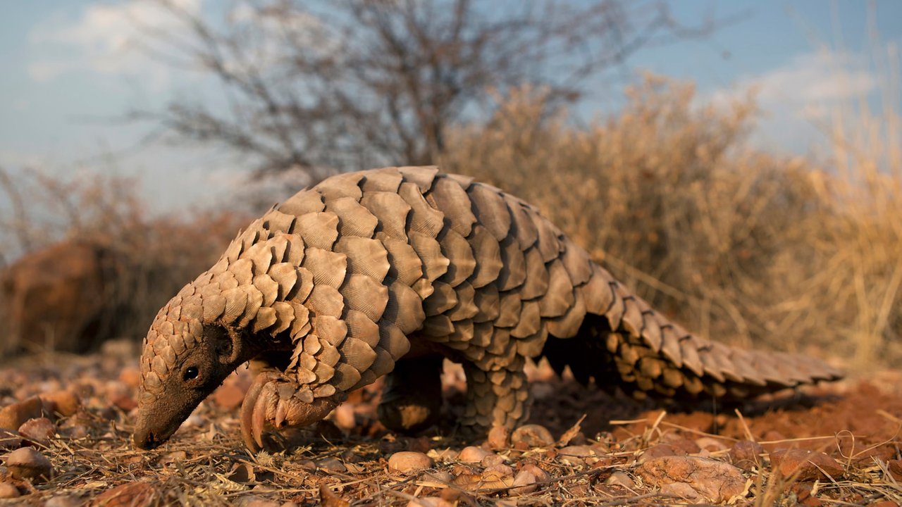 https://i.natgeofe.com/n/055c242d-fbe6-4444-a909-50d3b23a18b8/pangolin-cites-03_16x9.jpg