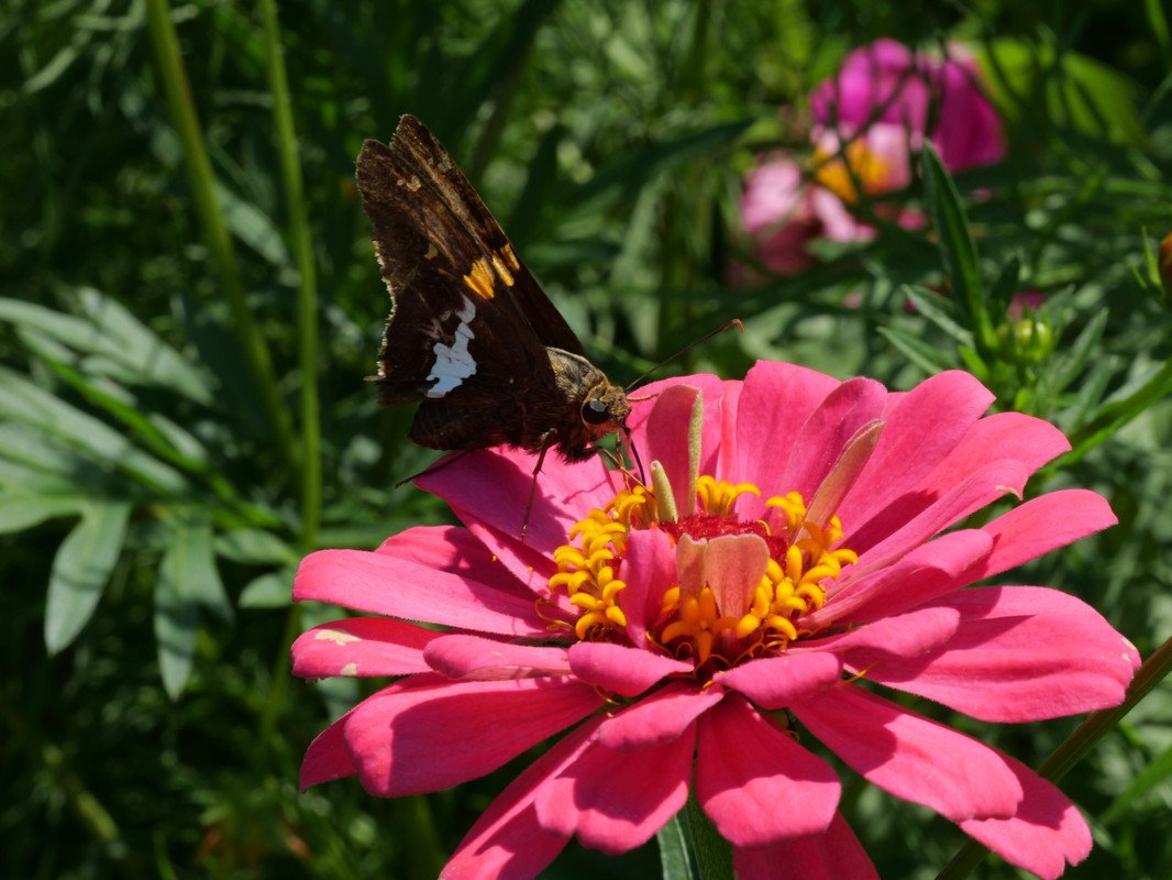 11 Wildflowers to Feed Bees and Butterflies This Summer