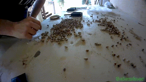 highspeedgardengif.gif