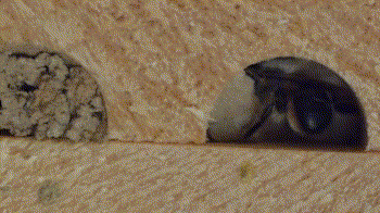 peakinsidecover4close.gif