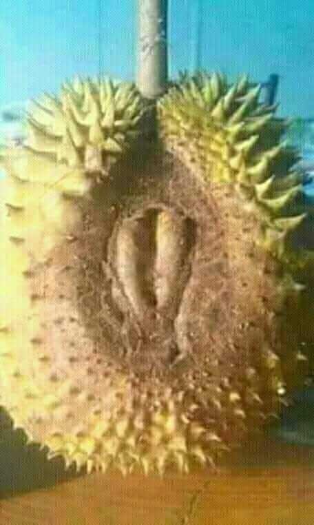 Durian Unik Peakd