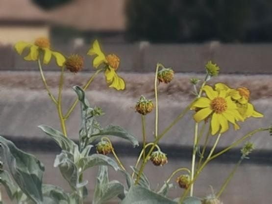Small Yellow Flowers Peakd