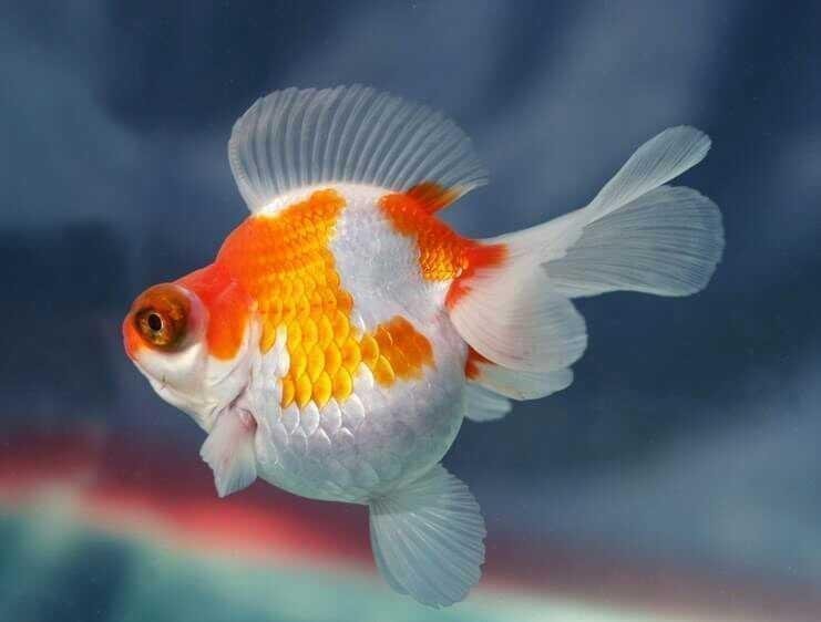 9700 Koleksi Mas Koki Fish Aquarium Gratis Terbaru