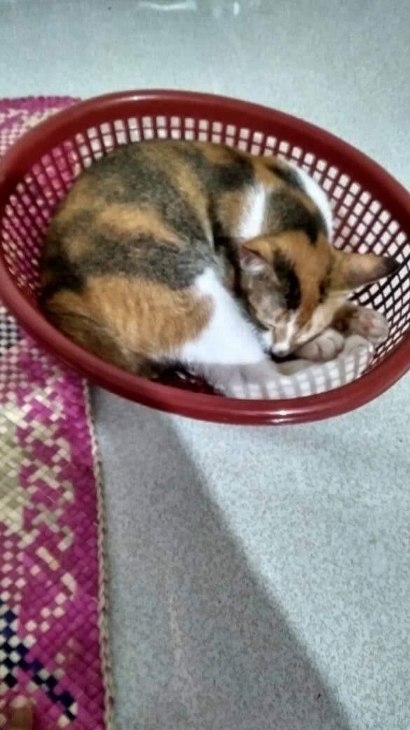 Si Manja Peakd