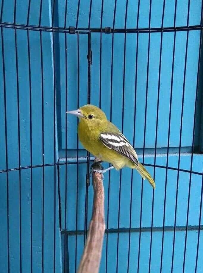 Cara Membuat Burung Peliharaan Anda Nyaman Di Saat Berkendara Cara Membuat Burung Peliharaan Anda Nyaman Di Saat Berkendara