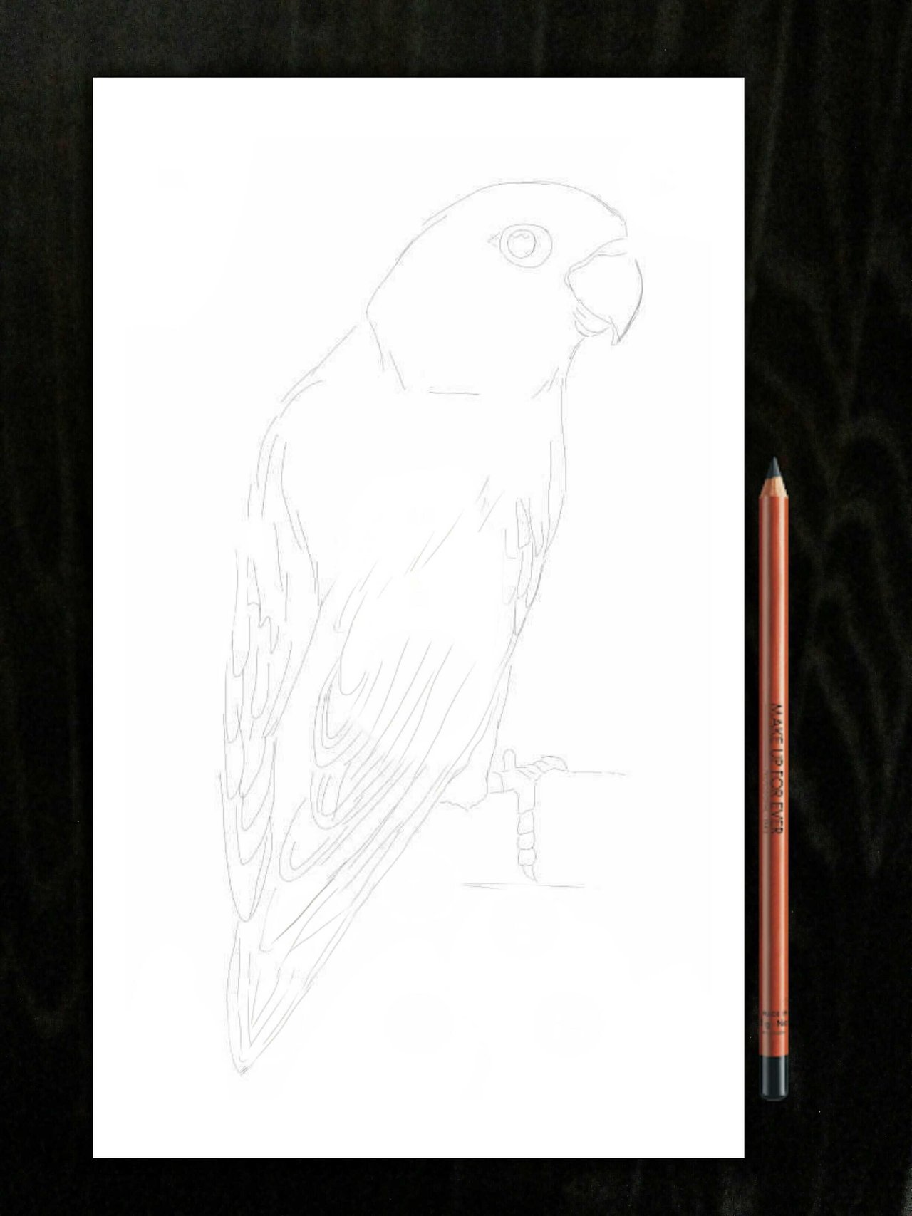 95 Sketsa Gambar Burung Kecil Gratis
