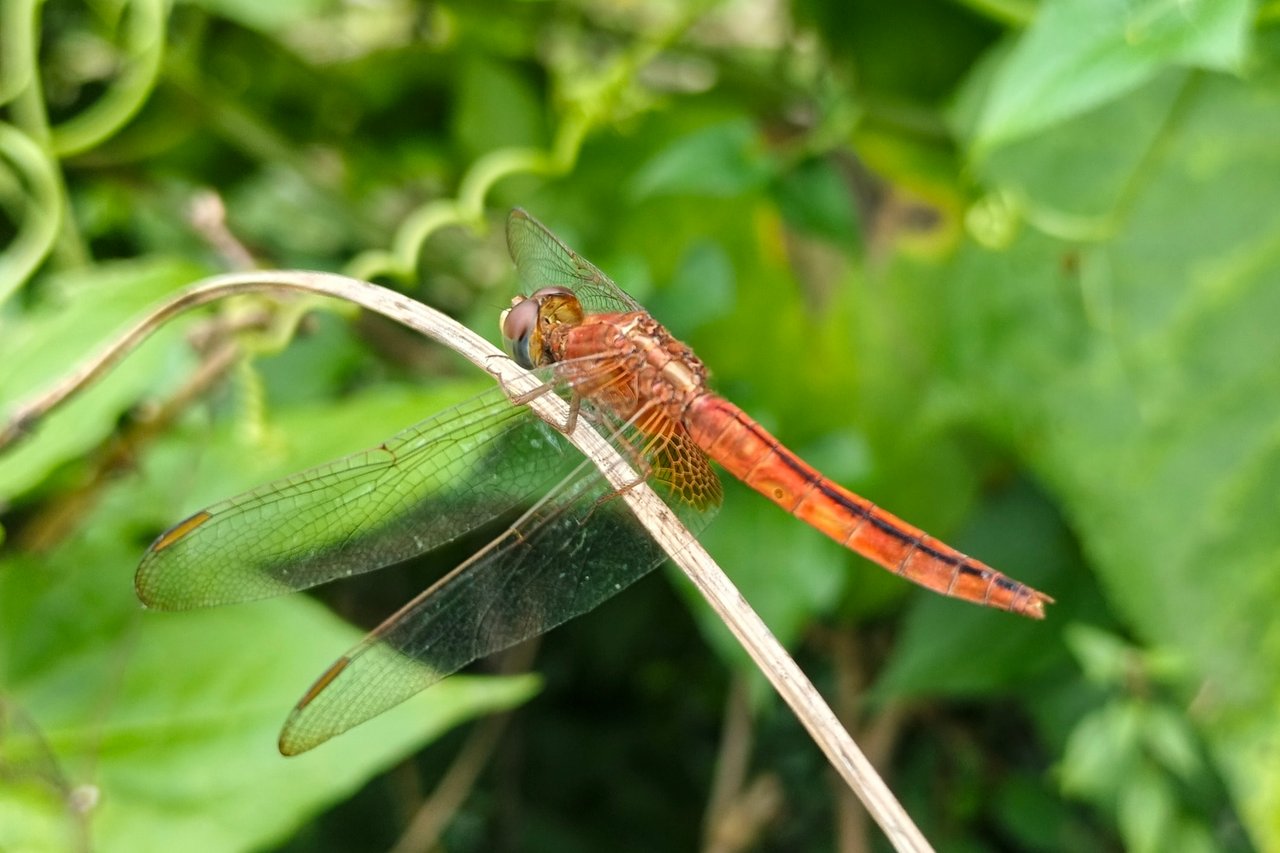 https://images.ecency.com/DQmNNiLPw1KxhS3LtNbkWrRNv4xrECY7L3AFMsNHyem8Njs/1754452641672.jpg