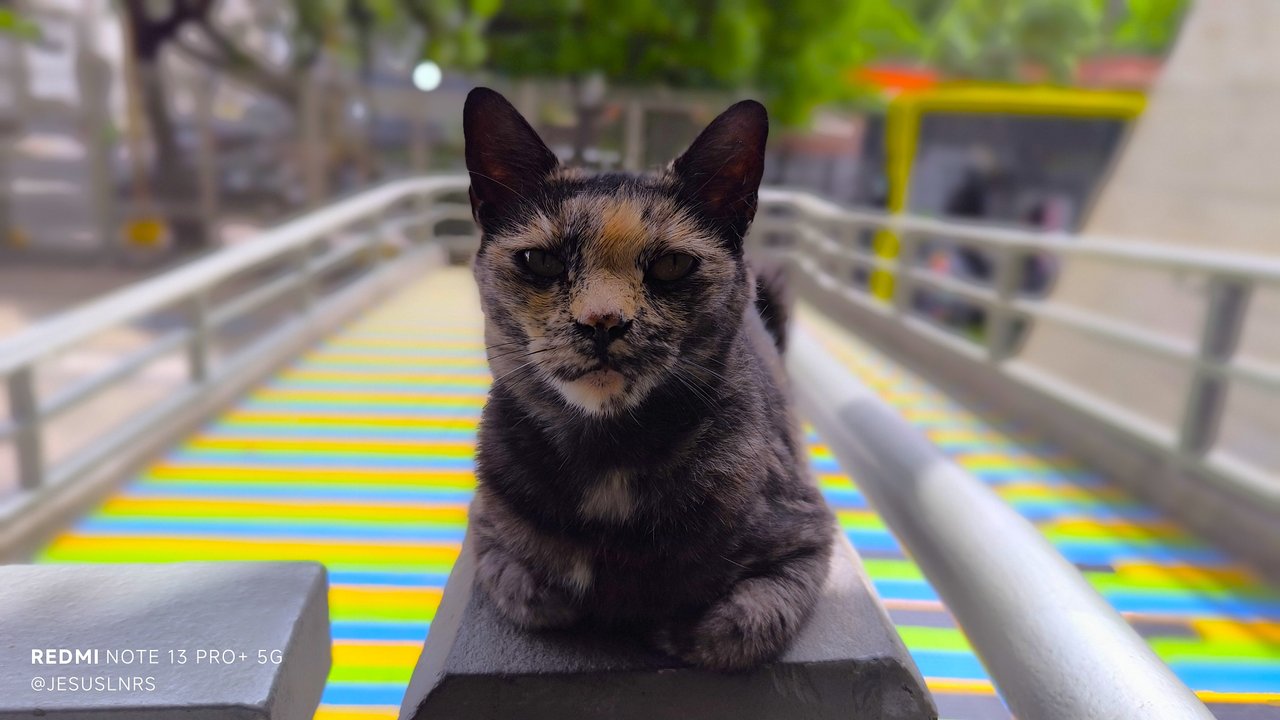 Phone Photography Contest 63 | A Cat Break