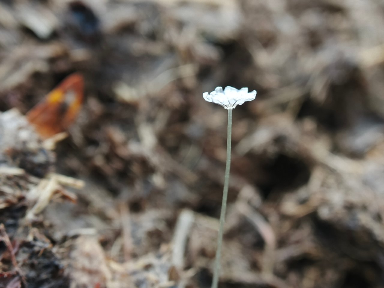 https://images.ecency.com/DQmNUubqg9bVhx87JFn8ovTFzs7QmkuTfF7xSrjLSmyVwCA/1756480305043.jpg