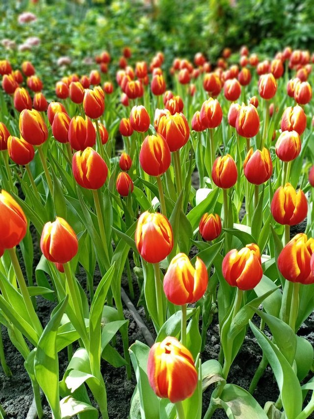 https://images.ecency.com/DQmNWbUr4GXguZbFpNdDtgtRee6mUr4TaQvVBEarjLF36Re/tulips7.jpg