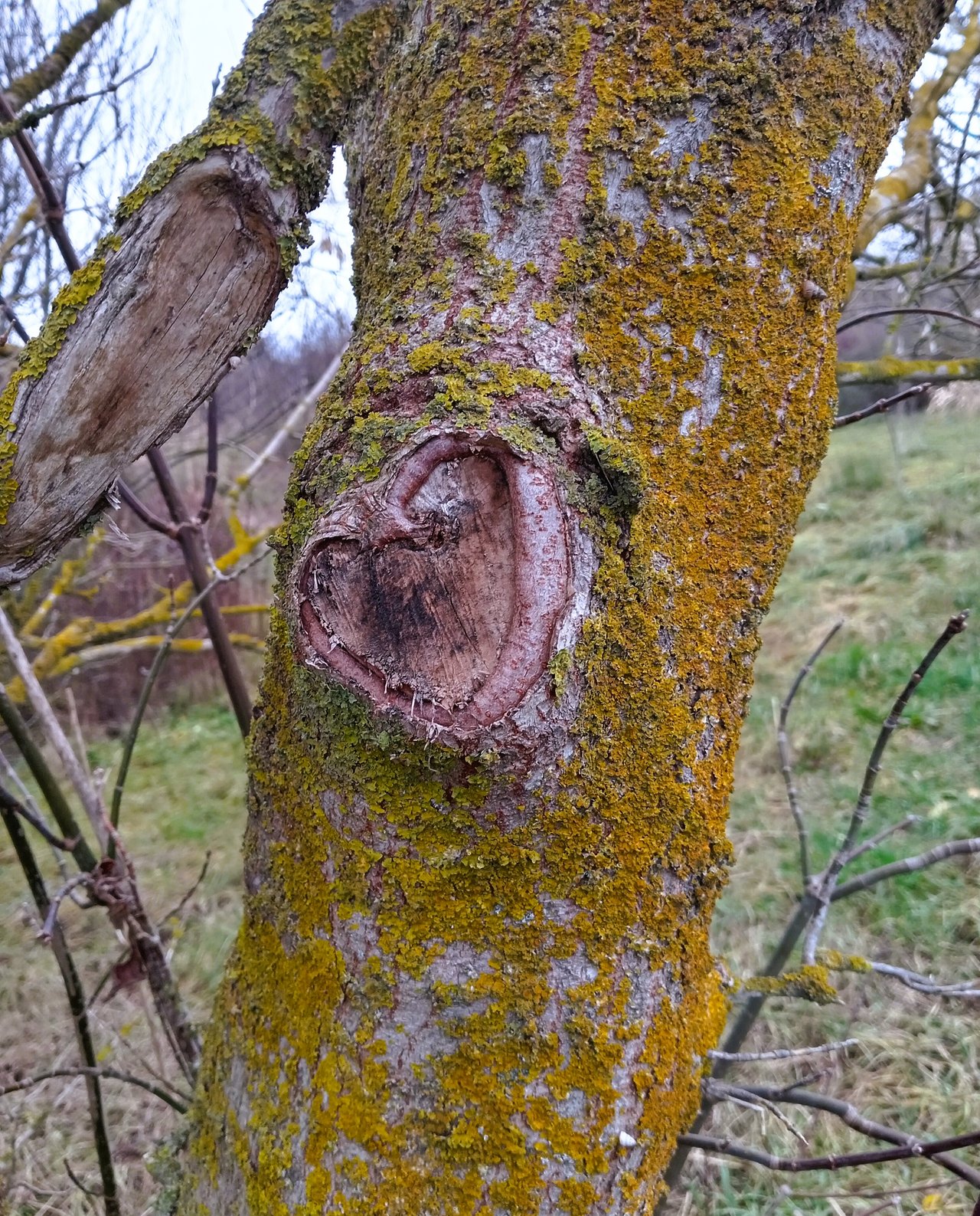 A heart on a tree with three very small snails