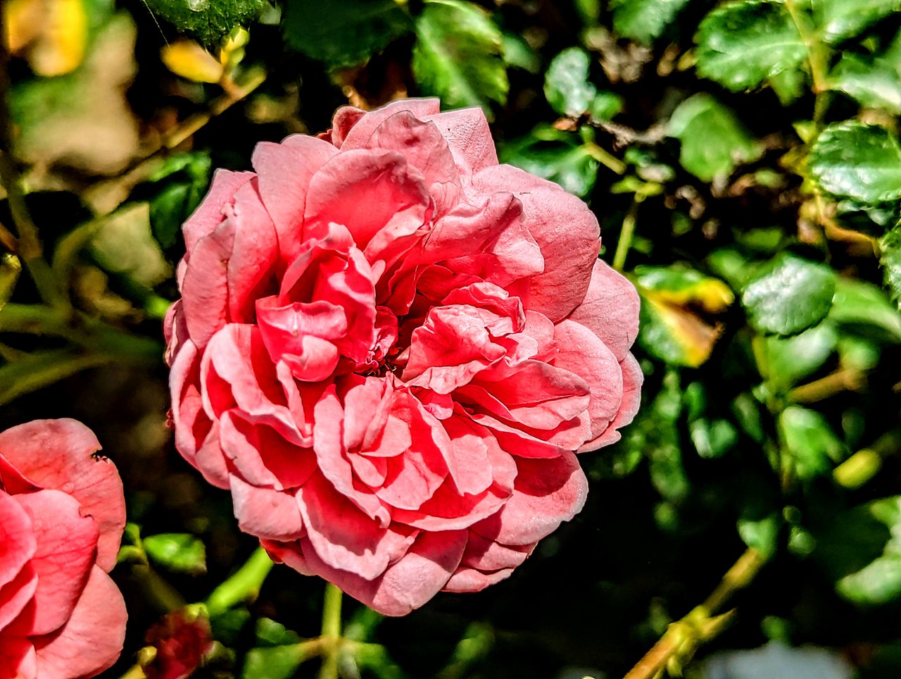 https://images.ecency.com/DQmNfQsbaGFUQQaJtYKHTowEwMwDXMXrQEecnb4EemShWcb/1746383196387.jpg