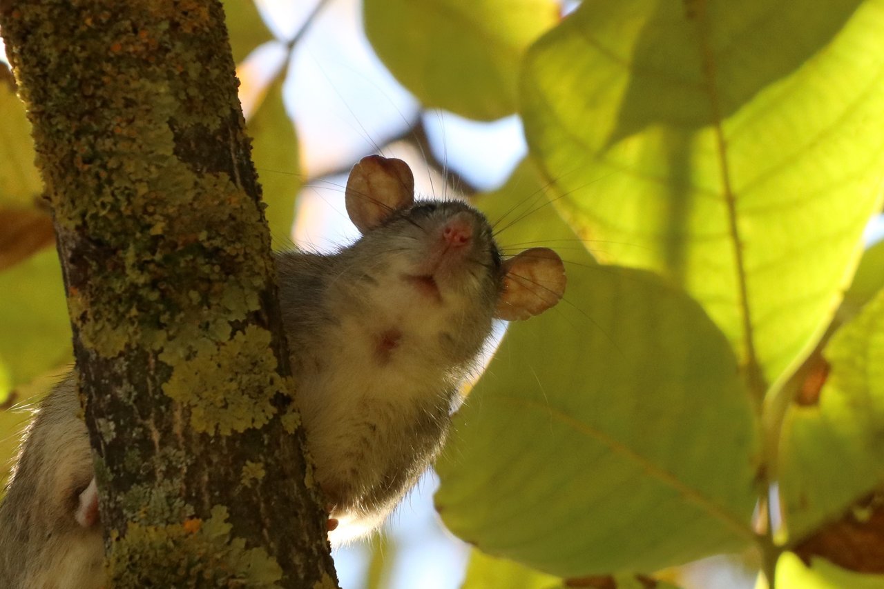 https://images.ecency.com/DQmNhbyvFaLG5KY5RjjqXhoTgetGdaBPevBWt3GJYrp9cGn/tree_rat_2.jpg