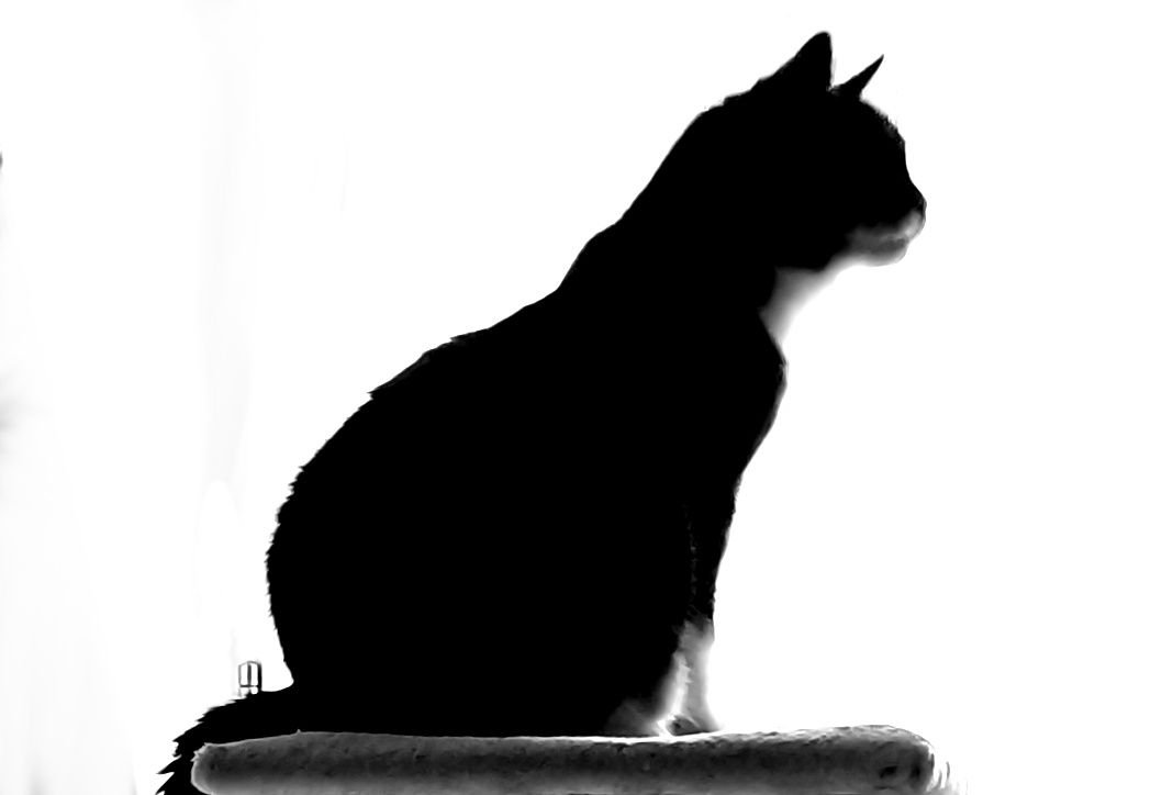 https://images.ecency.com/DQmNicFuefm5TZnKGqdSvLwwUcM8x59CjqDTHYHrMb6M1k6/_20250104_s.jpg