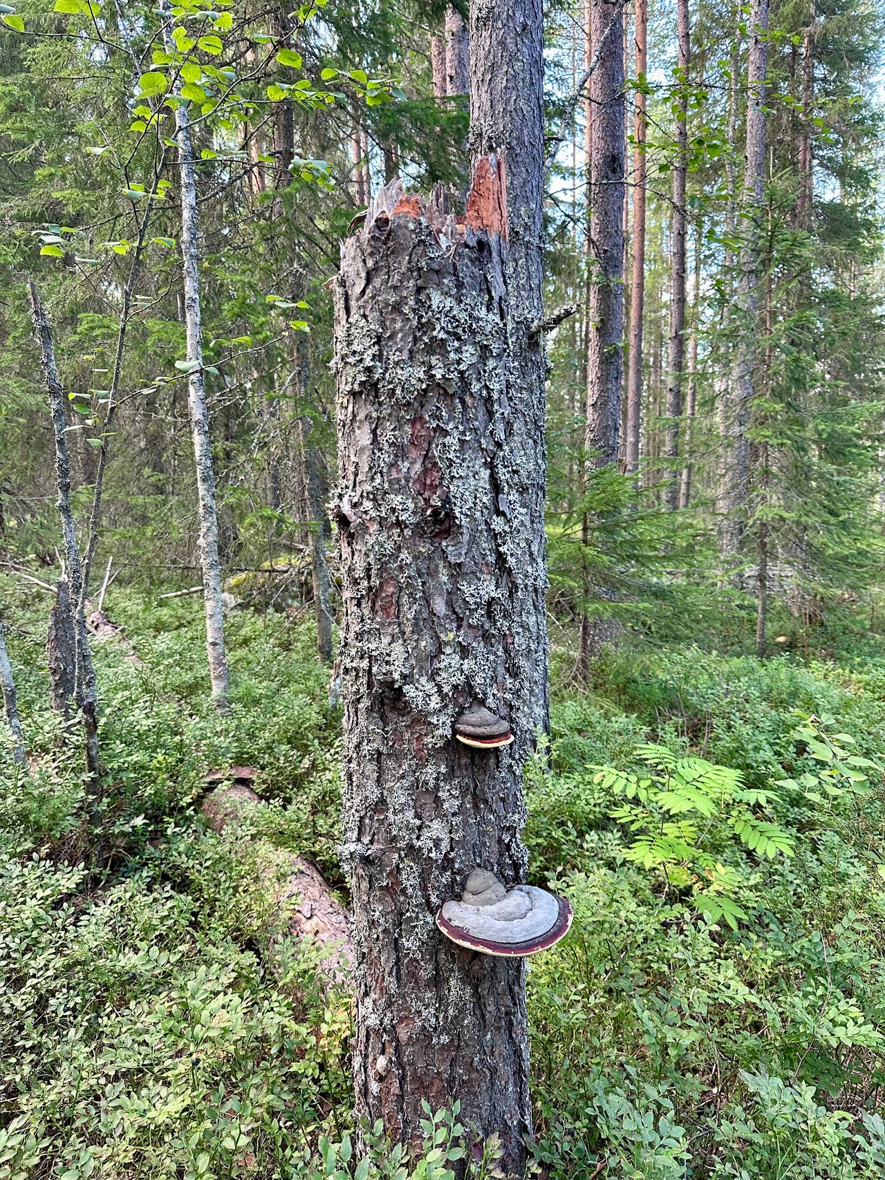 https://images.ecency.com/DQmNimQWwD4mZh77ZA88pYQ7FwuxE7tLZf9Cc1irpudTu67/img_6815.jpeg
