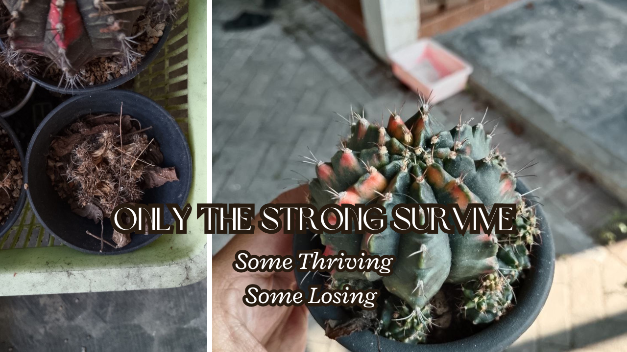 https://images.ecency.com/DQmNjiHU9xkLiCZtaDgUpnnVpGjWDGikKnk73wc59B6Gjjx/neutral_simple_elegant_travel_vlog_youtube_thumbnail_.png