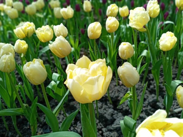 https://images.ecency.com/DQmNmt34yozBWeuW4v4eF53Fiv6JCQYZm8PDSsnEVMabYTk/tulips4.jpg