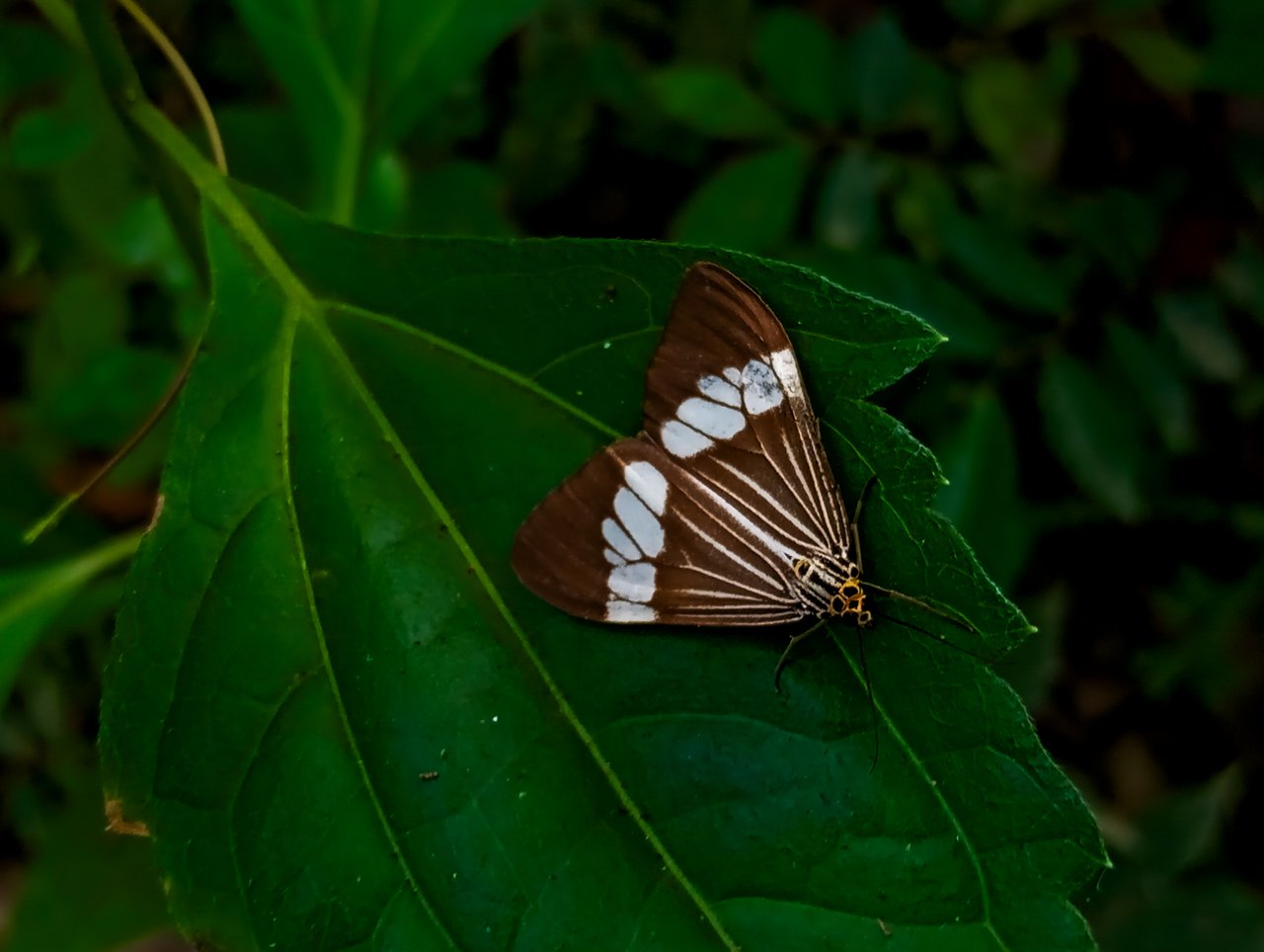https://images.ecency.com/DQmNngExrspwf3evY2XCayLmLRjvSHynXhAYosW94YcMRNs/1000692512.jpg