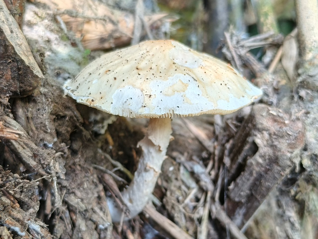 https://images.ecency.com/DQmNrR1aKkrLXrKpeXvzWfRnjonC3tDYWboqVBEiSfhk8YR/1753248562191.jpg
