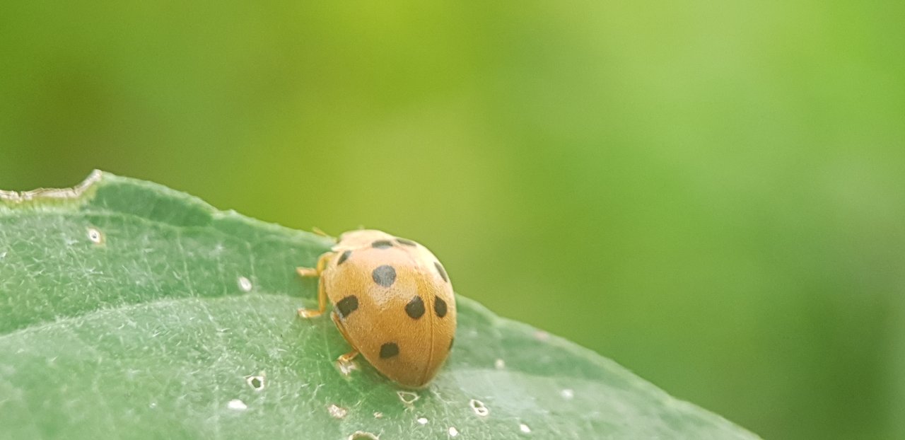 https://images.ecency.com/DQmNwFayWNuV7cca3gWq4vsc2XciSXjVK3dEftn1VXnmnGi/20241209_152320.jpg