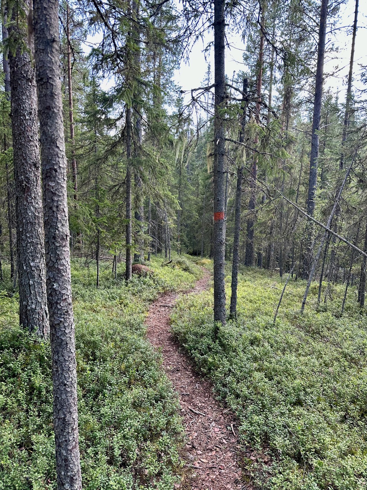 https://images.ecency.com/DQmNzDkwKKQxmQirau8kkRp3uc7VnsGC8vMKUxxVWoWz3ti/img_6940.jpeg