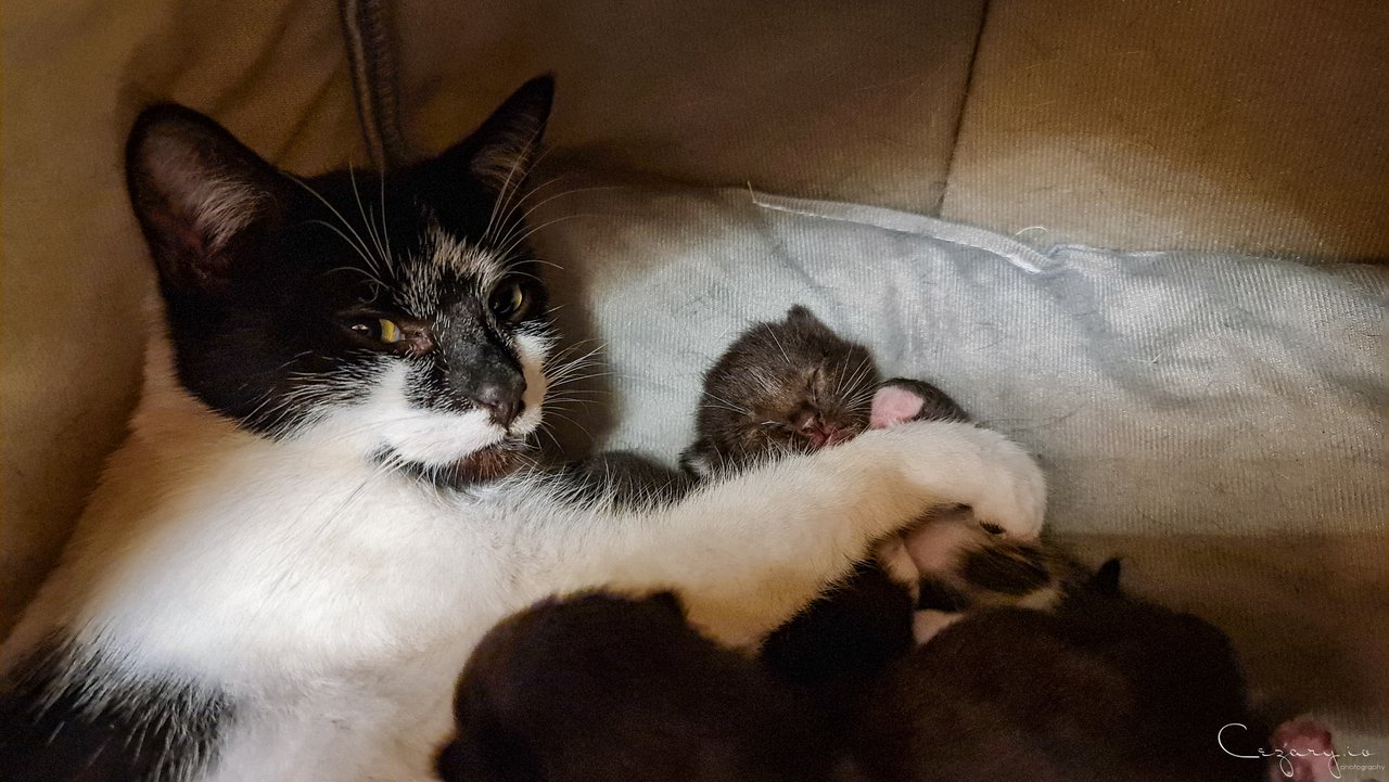 Patch’s Journey: A Devoted Mother’s Love (Part Three)