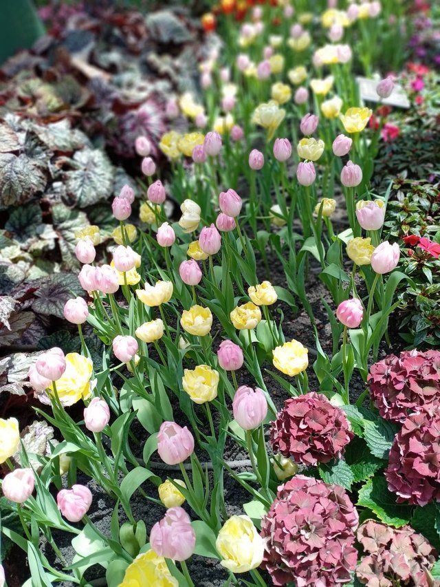 https://images.ecency.com/DQmPEjwWP4ZvaZ3Cg7aX6YBvuvWqdgt1ZTm1uJHAW2AXf9L/tulips28.jpg