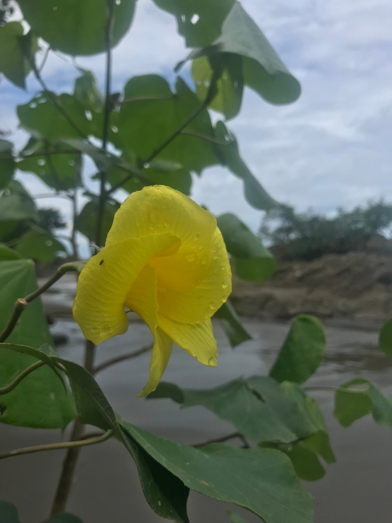 https://images.ecency.com/DQmPHhaKRNCs4ZPc1JwbwzepzGu4vbDWspT3MJxrP3VgeDm/6f3b7370_471e_4677_85e9_81227b916338.jpeg