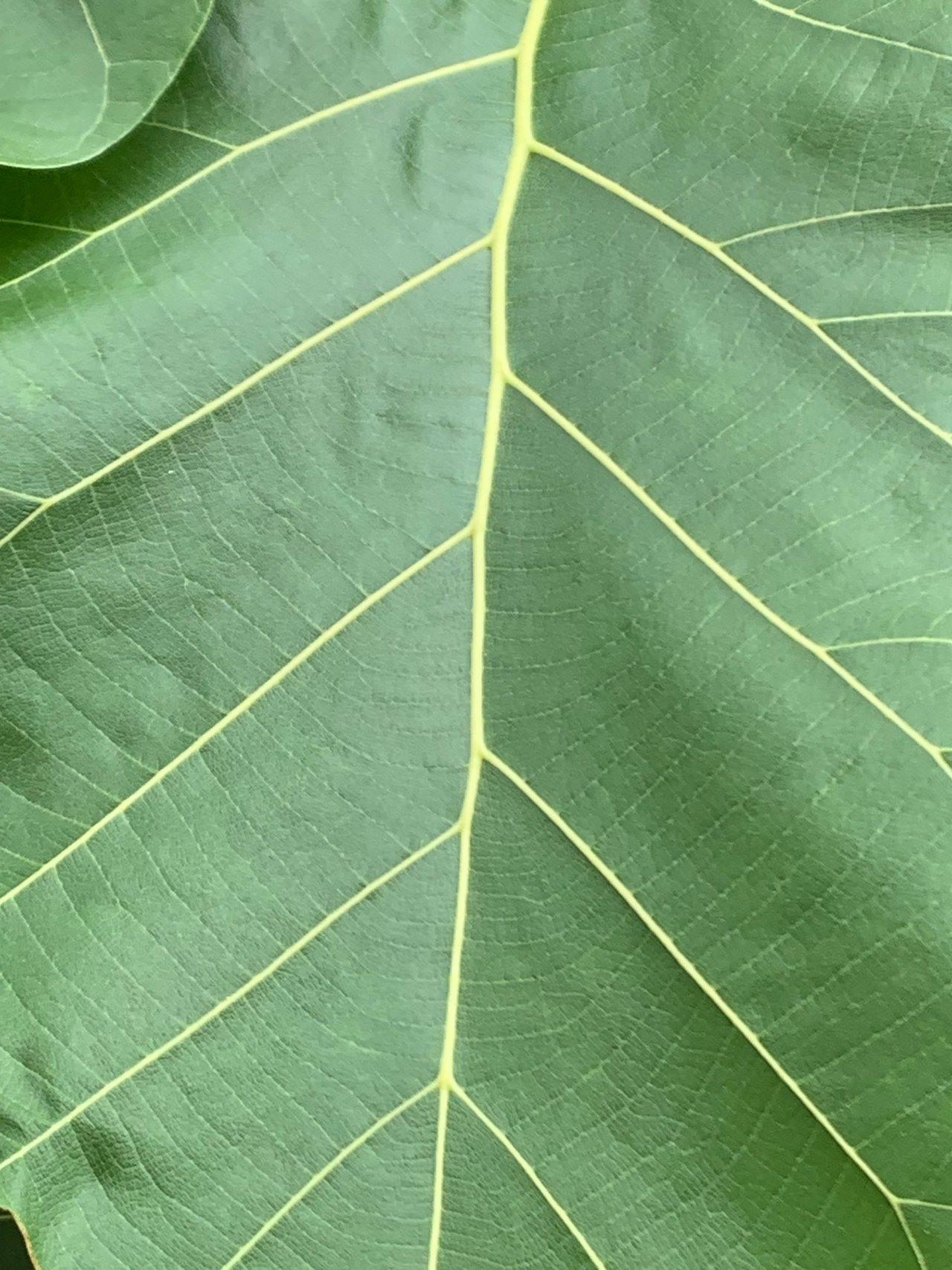 https://images.ecency.com/DQmPPGSu3z6iCd8pSx6UwPogkQzCYyKNHzfR96Bfaj2JGjj/nature113.jpg