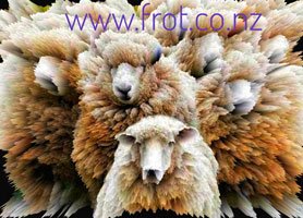 frot..sheep.200x278.jpg