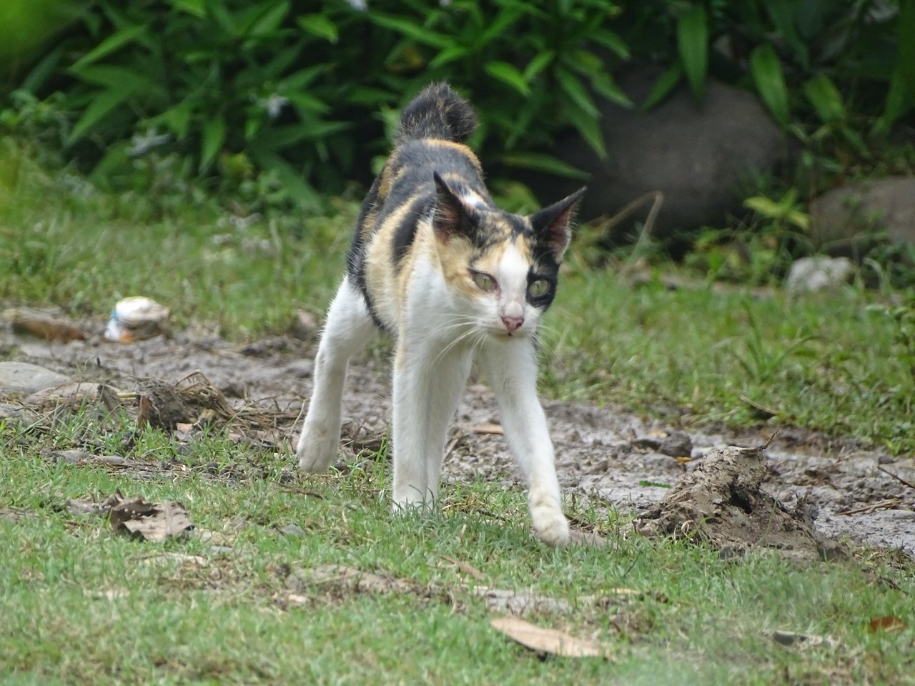 Photography of domestic cats in my yard