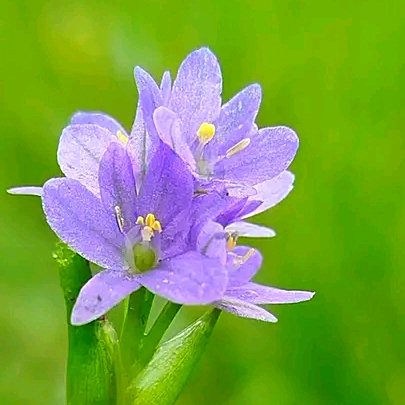 https://images.ecency.com/DQmPbkHog4PYWefqCMC2ukJfybZVPzrHZfNv8LwqL12vsgs/1749566693937.jpg