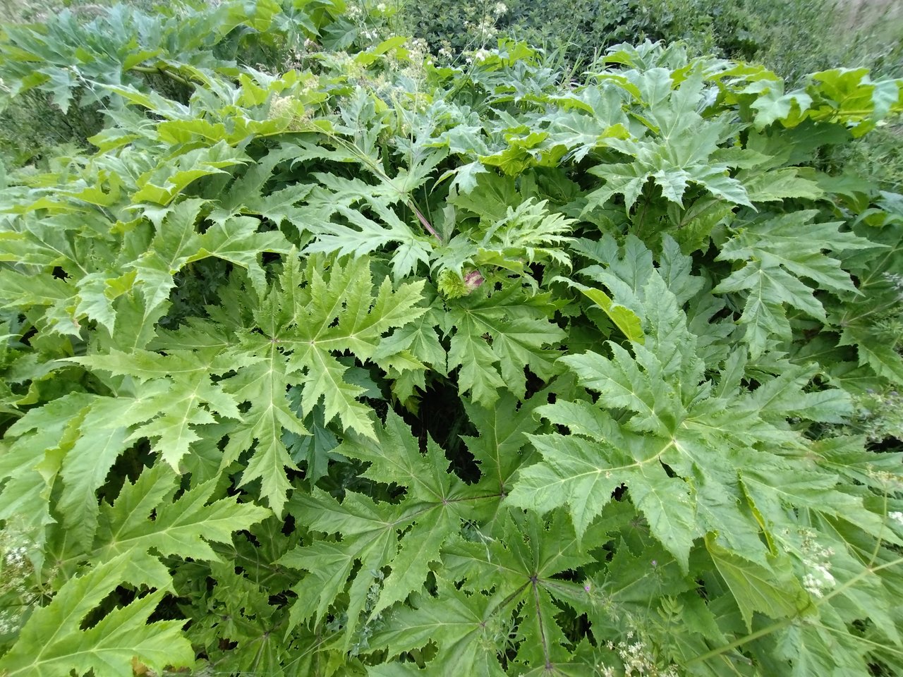 https://images.ecency.com/DQmPeyCDQyobUicUZX95cbbGfPwqT44828SgyRMqSUtMH58/1748586781062.jpg