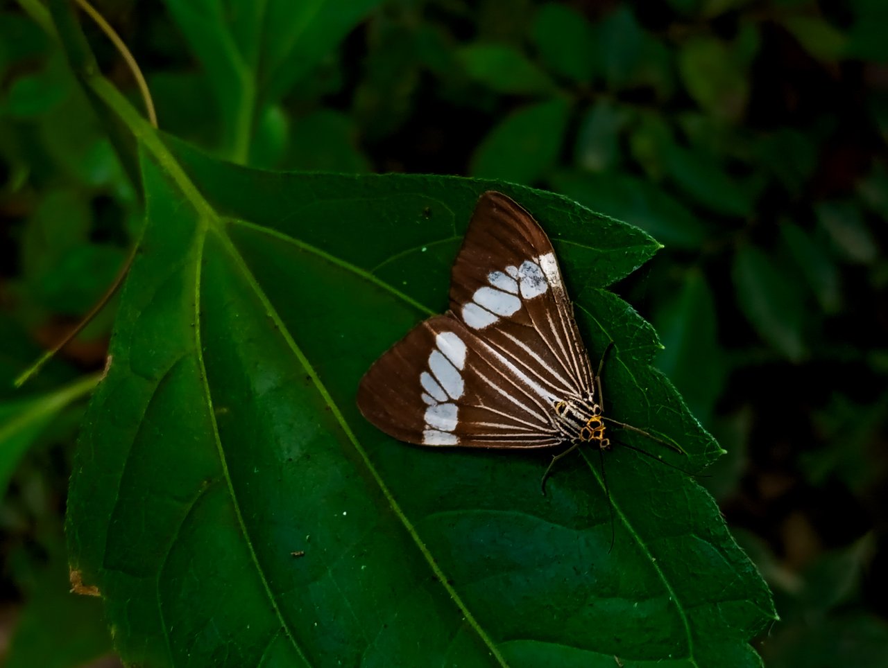 https://images.ecency.com/DQmPgZcyytPixmqA6Ckf6FUrL6jxd2VoBG5spYYZ32Wmt7g/1000692513.jpg