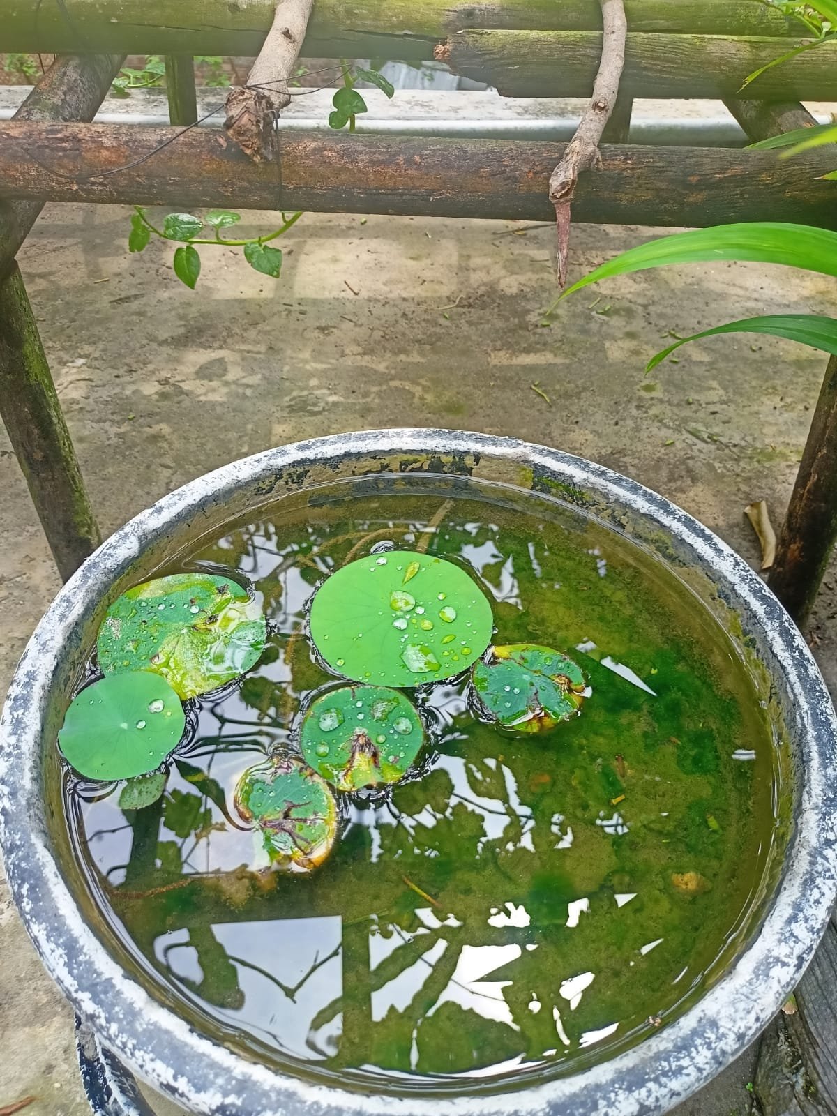 https://images.ecency.com/DQmPiBEqqEnCs7HQMkYP6NFWcdV3H77rPpZXDRboA2MRaGB/1747206359368.jpg