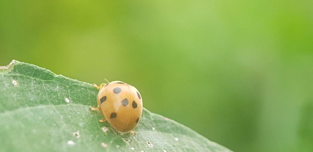 https://images.ecency.com/DQmPzcLib4VFdwLhzGsxMjRVJxEzuTB6Ri2jTbeFRYpXBwV/20241209_152318.jpg