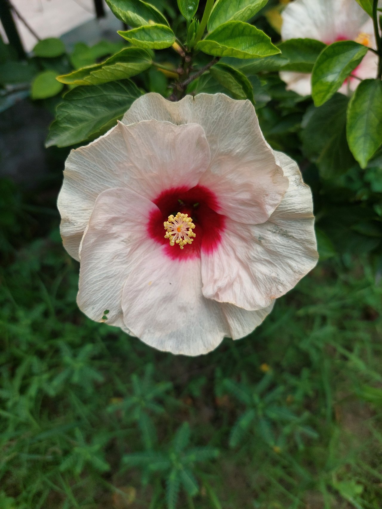 https://images.ecency.com/DQmQ1dnapKcK49Uz8zaDBfxaM87dDE2DxHqr7eqauGmH2Kk/1750643683962.jpg