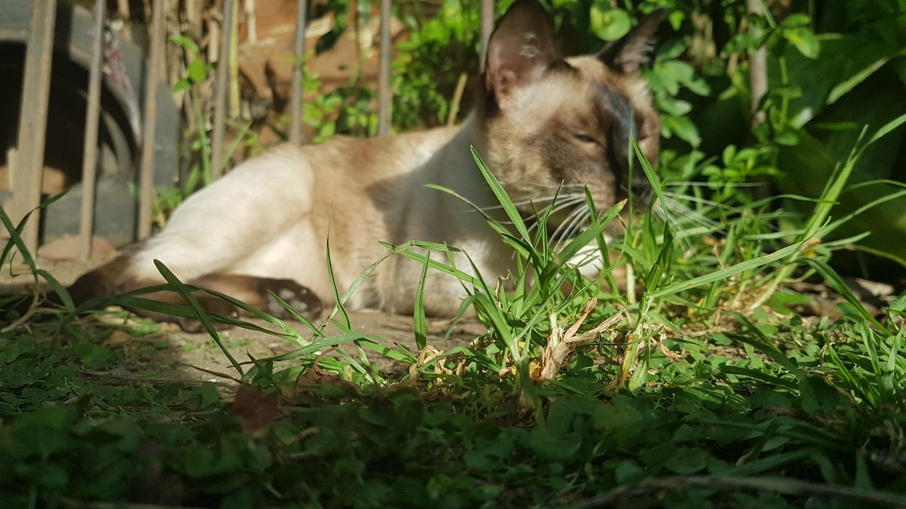 Tomando sol - Sunbathing [Esp-Eng]