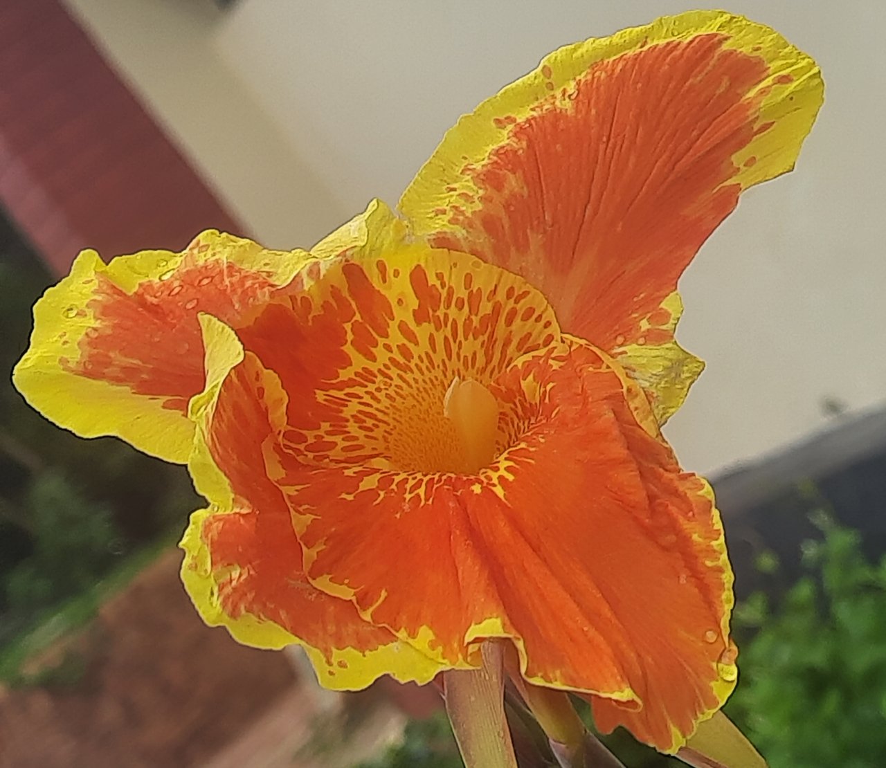 https://images.ecency.com/DQmQ7AAsqjzp2CWEyg2WHG5X9V3vQfuc3nKrqoiTGWRdTvr/20250626_132639.jpg