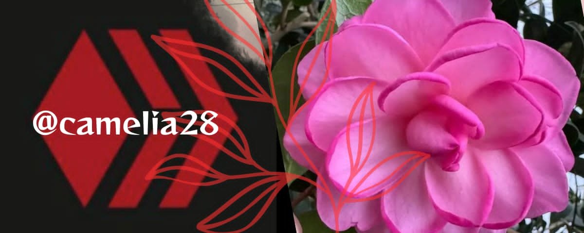 https://images.ecency.com/DQmQDSv1Wr8JoyKqvbNXNZvLm7tQANU7bTWbTKVuwD5NKBs/1755210855611.jpg