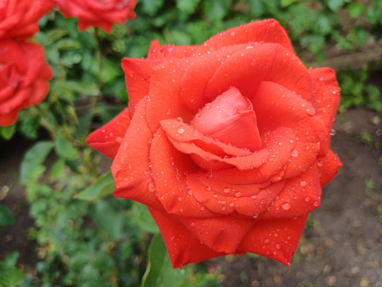 https://images.ecency.com/DQmQEaEDVeu1Z8kkTNNPhqYTqakEKGgquYYRKzWdvr6UHZx/20250719_141420.jpg