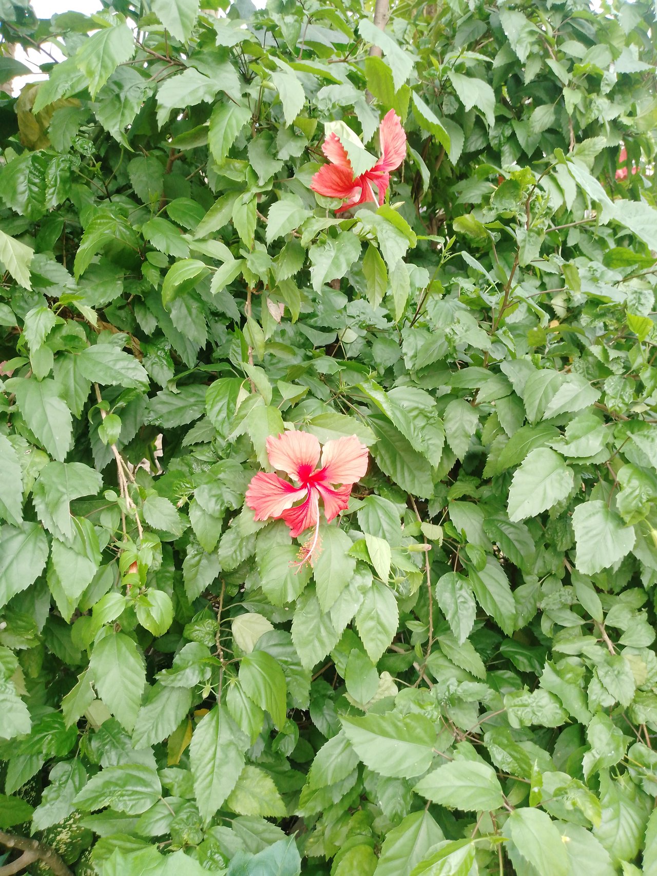 https://images.ecency.com/DQmQb2xQKpkRDmxFFZBBpVT1ZeTpbXMz2pEDaCSyprThbAL/1755005318738.jpg