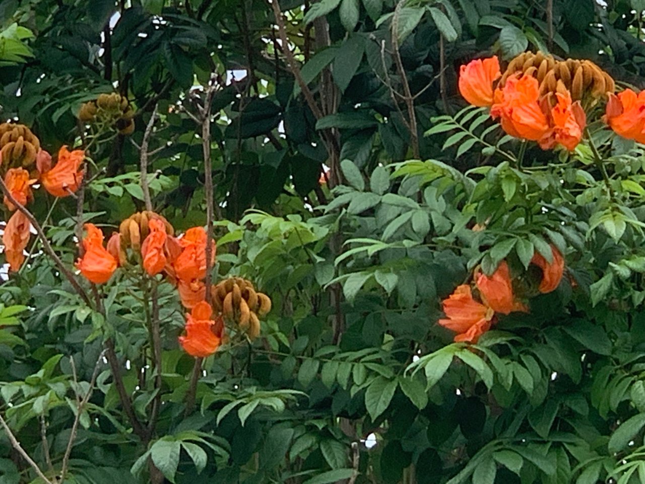 https://images.ecency.com/DQmQeFKLGGpiDNHtvugZT6m4yz7xvRJ6T4LBufaqDhtBKYu/nature105.jpg