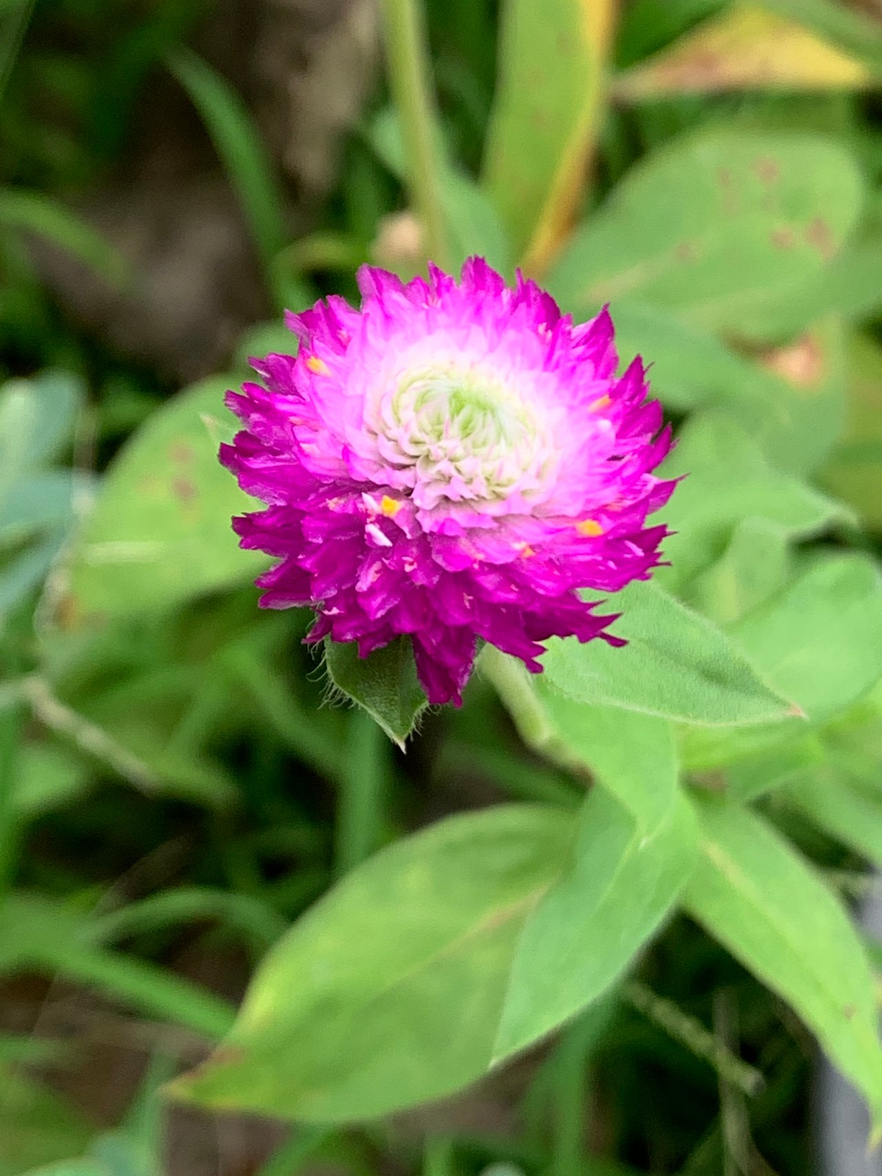 https://images.ecency.com/DQmQh9C9axagRJGD3kNriZ9fFPmRm2sJDTktZuQxi4P4BBW/nature108.jpg