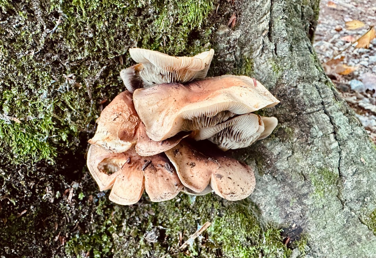 https://images.ecency.com/DQmQj6JqESQgzrP2GLjCGCkihTo6EXYJCb4sBRVCbad9U4F/img_1107.jpeg